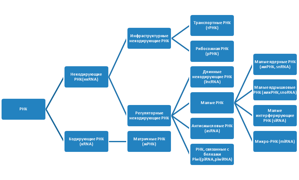 Виды РНК