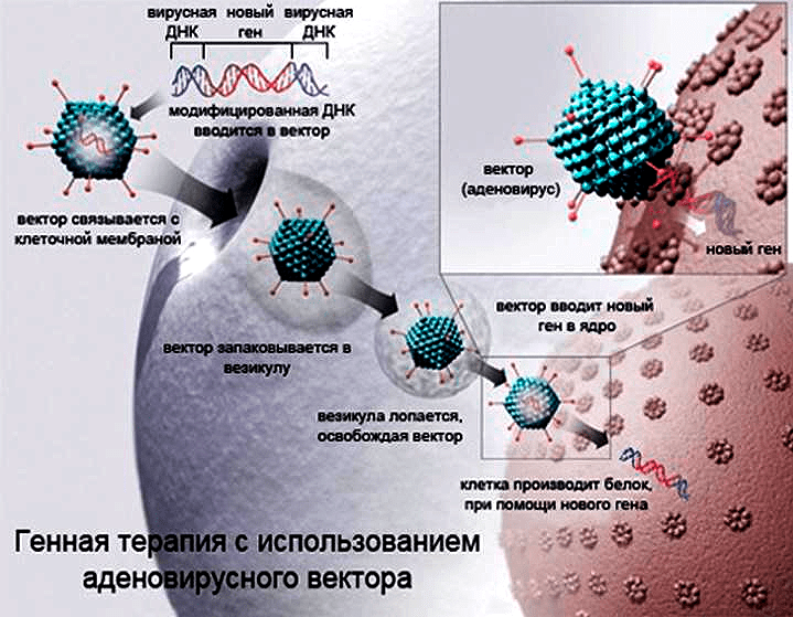 Схема доставки чужеродных генов в клетку с использованием аденовирусного вектора