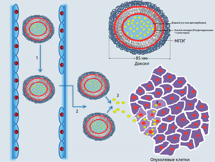 Строение липосом «Доксила»