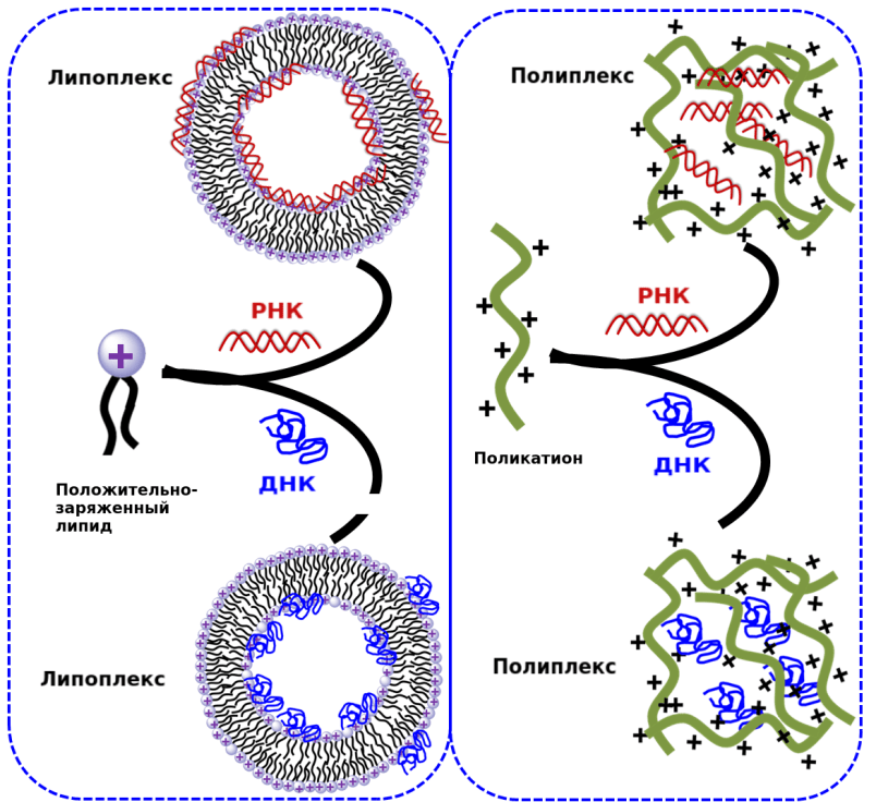 Схема строения липоплекса и полиплекса