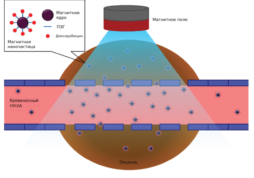 Магнитное поле направляет магнитные наночастицы в опухоль