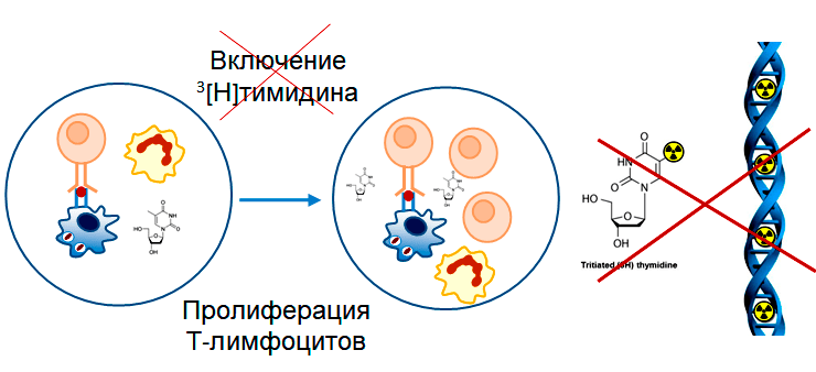 Нейтрофилы мышей выделяют тимидин