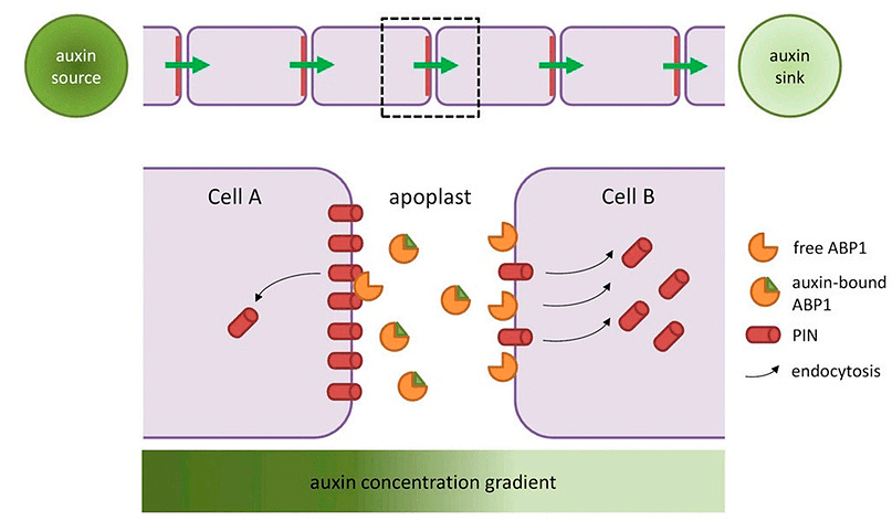 Межклеточный транспорт ауксина