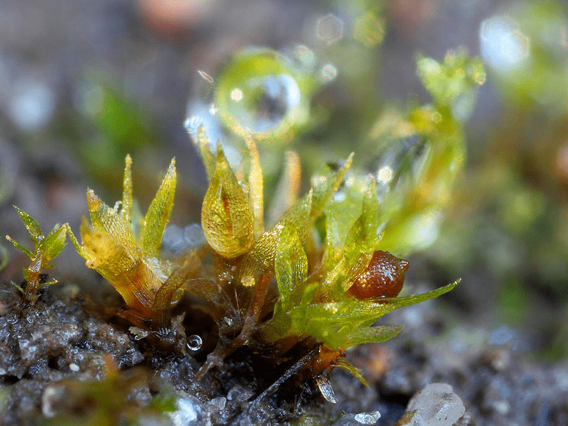 Physcomitrella patens