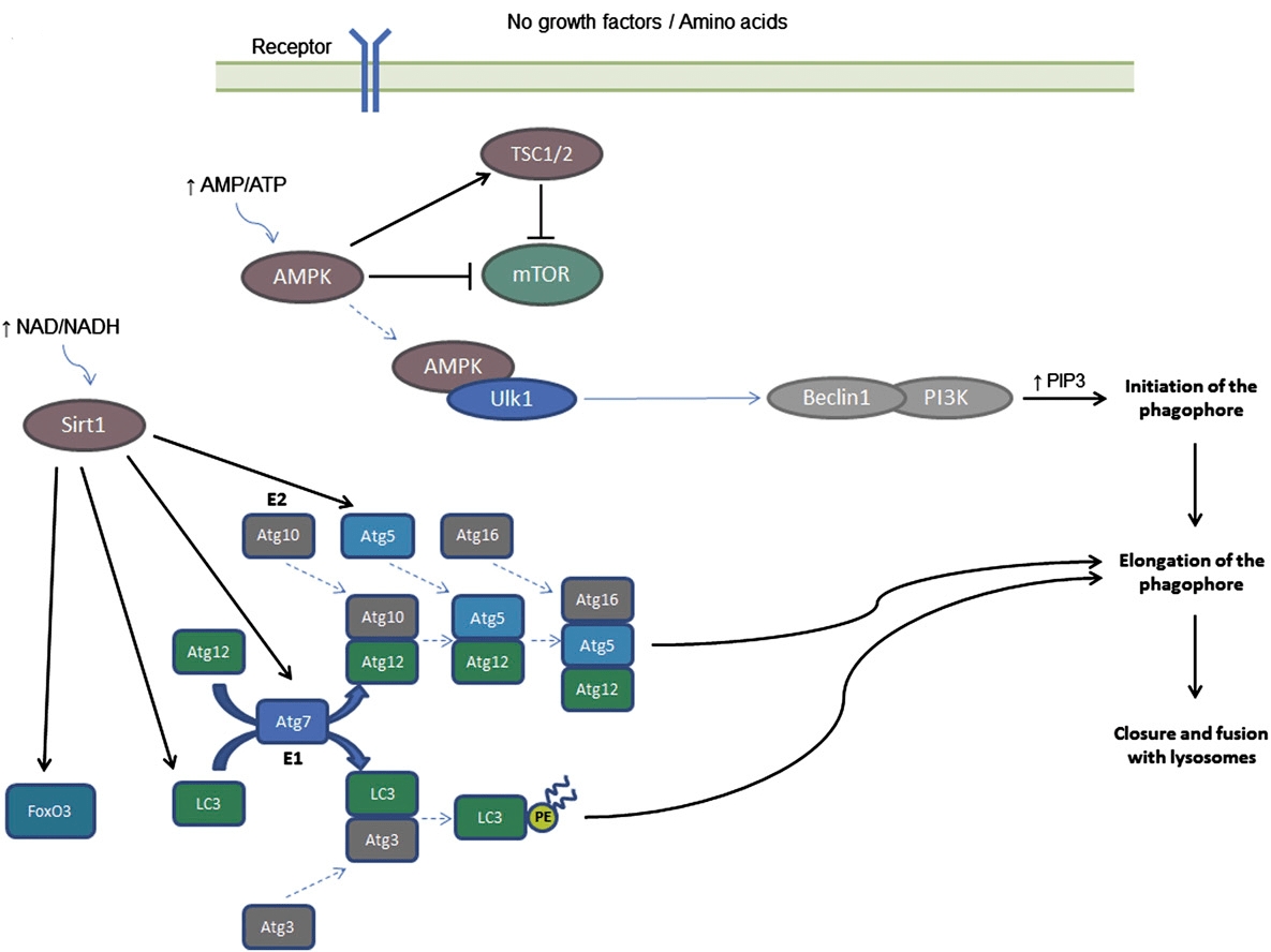 Регуляция аутофагии при отсутствии питательных веществ