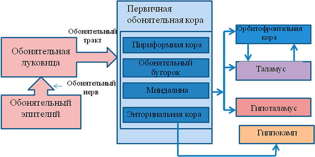 Схема строения обонятельной системы человека