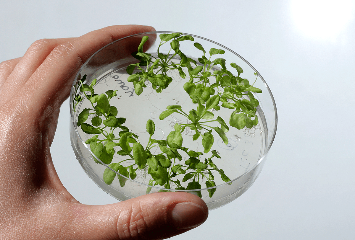 Культура Arabidopsis thaliana