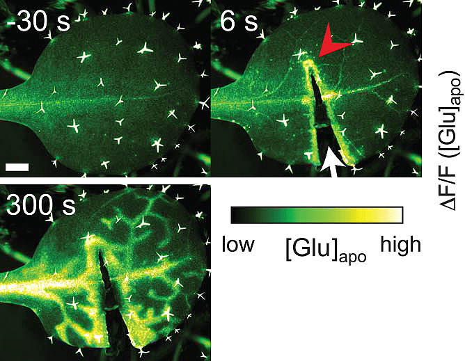 Повреждение приводит к высвобождению глутамата в апопласт