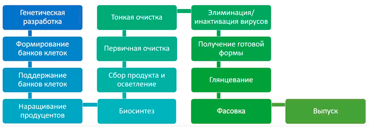 Схема производства антител