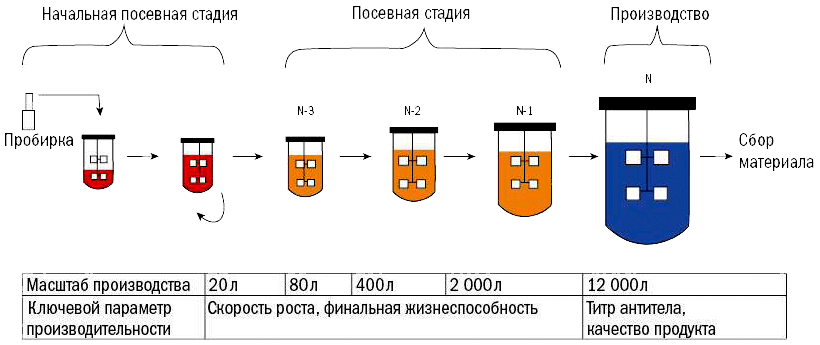 Процесс производства бевацизумаба