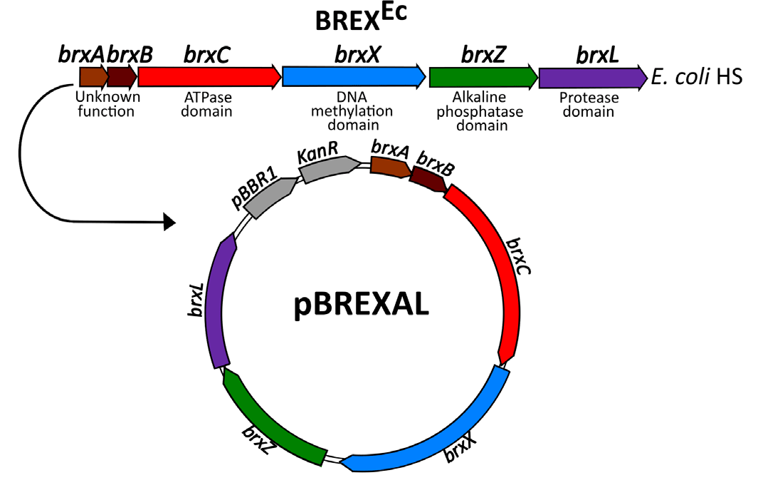 pBREXAL