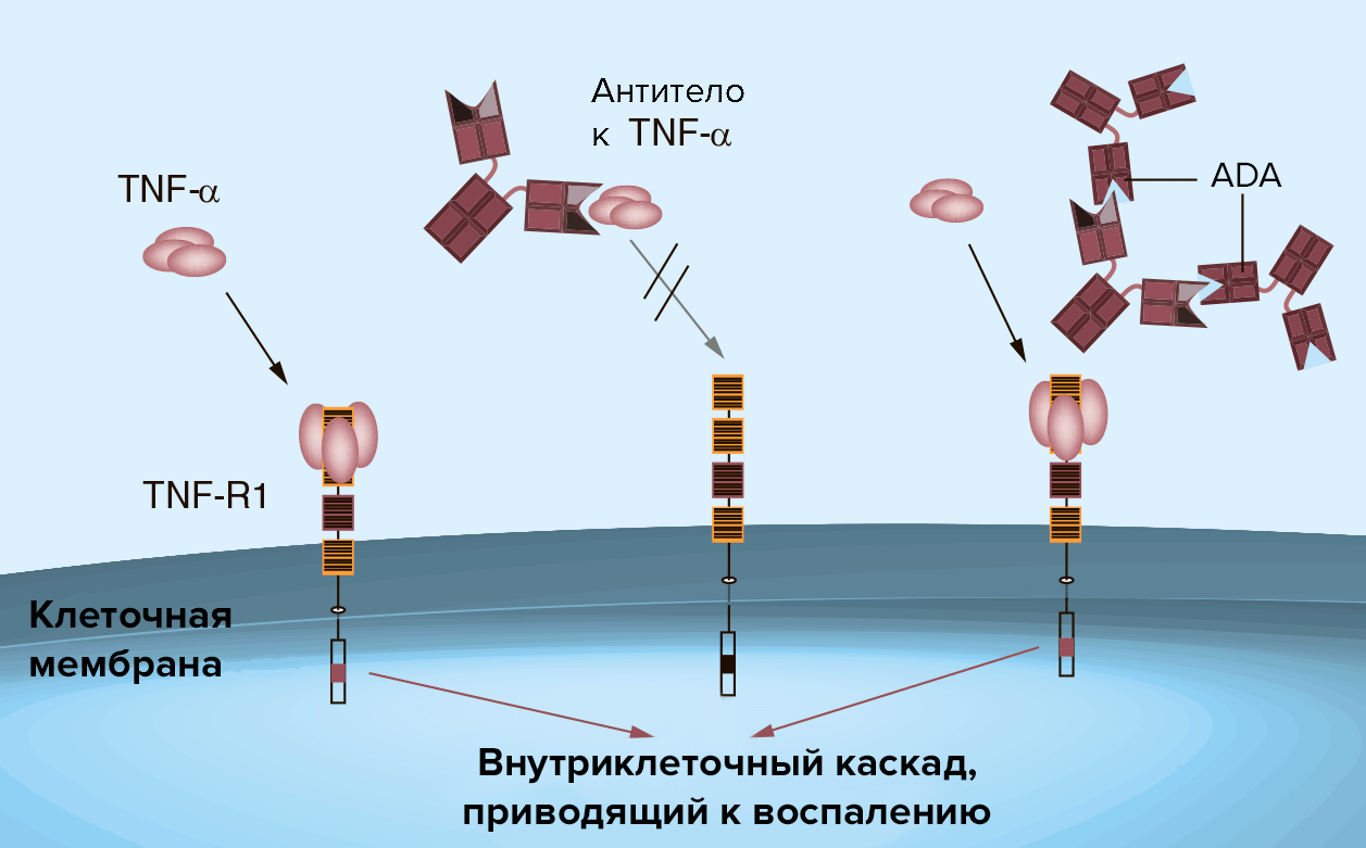 Нейтрализация терапевтического антитела антилекарственным антителом