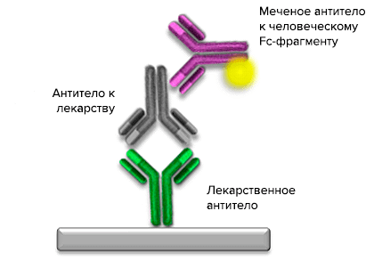 Схема ИФА для определения ADA