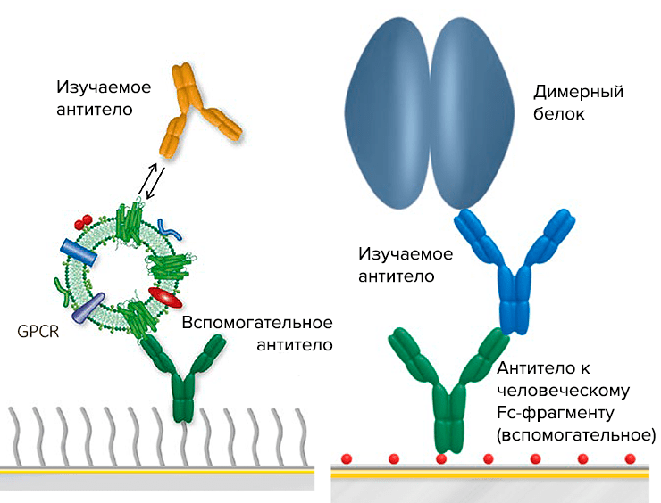 Использование прибора BiaCore