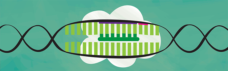 Комплекс CRISPR-Cas9 с ДНК