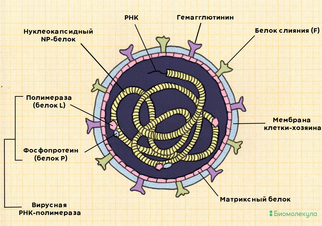 Вирус кори Measles morbillivirus