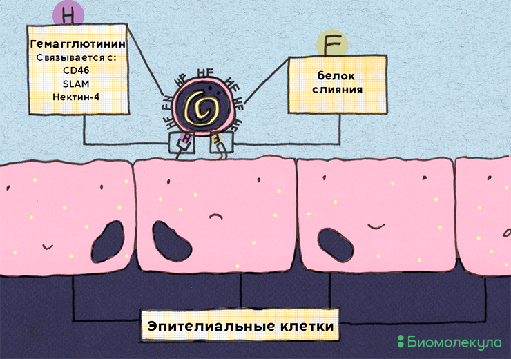 Вирус кори и клеточные рецепторы