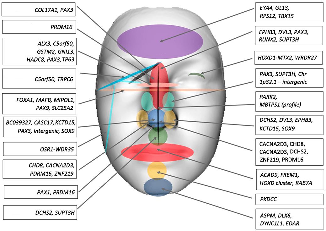 Гены, ответственные за формирование черт лица
