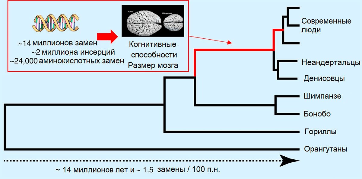 Генетические и фенотипические изменения в человеческой эволюционной линии