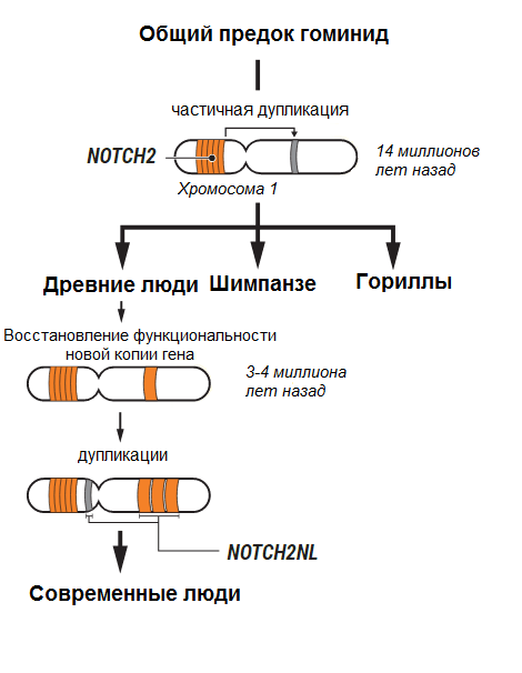 NOTCH2