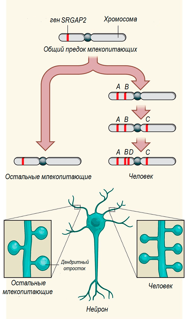 SRGAP2