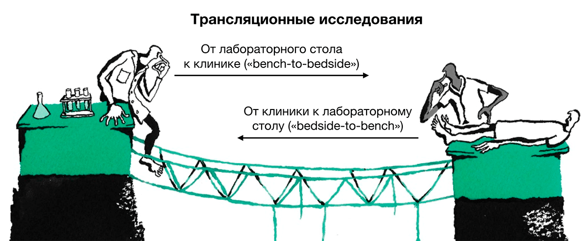 Направления трансляционных исследований