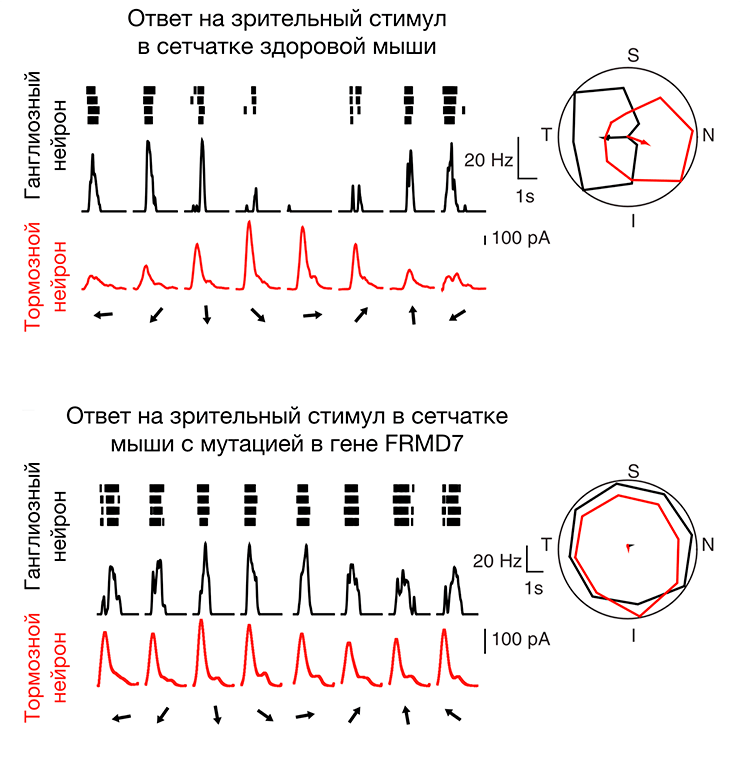 Активность нейронов сетчатки мыши