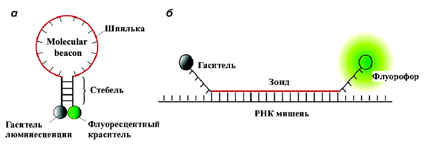 Принцип работы молекулярного маяка