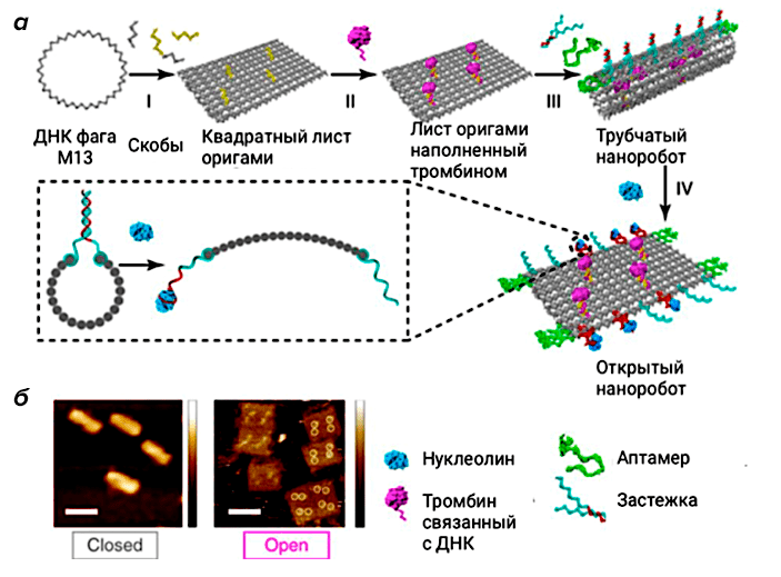 Схематичное изображение ДНК-наноробота для доставки тромбина