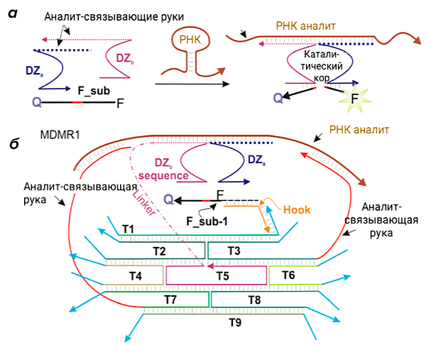 Конструкция ДНК-наномашины MDMR1 для диагностики