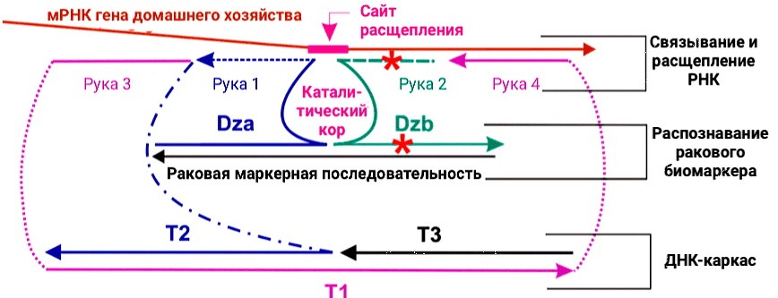 Дизайн ДНК-машины для расщепления РНК-мишеней на основе biDz