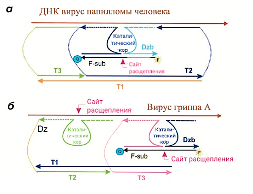 Варианты ДНК-машин для диагностики и тераностики заболеваний