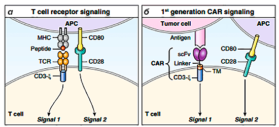 Схема строения TCR и CAR первого поколения