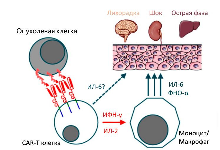 Цитокиновый шторм