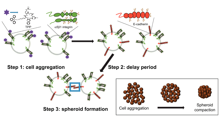 Стадии образования 3D-сфероидов биохимическим методом