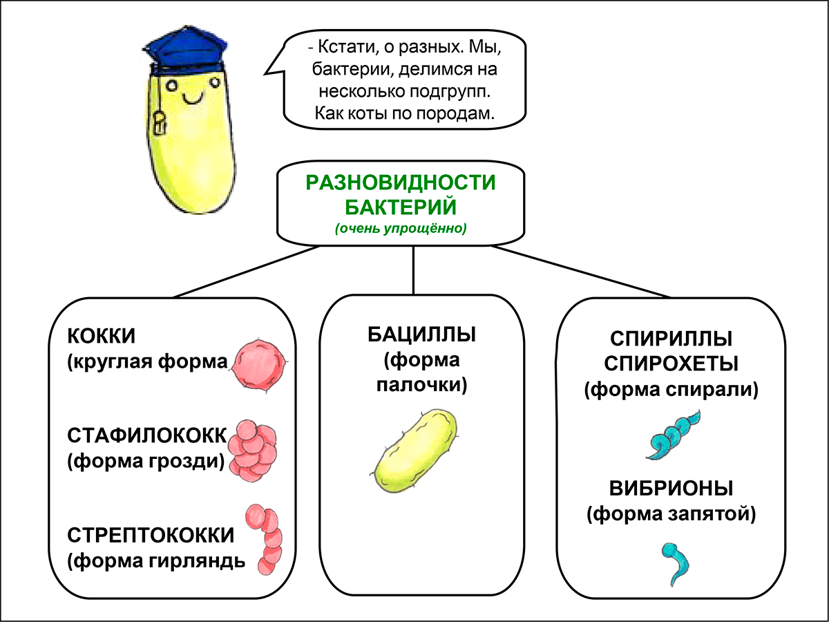 Бактерии vs мыло