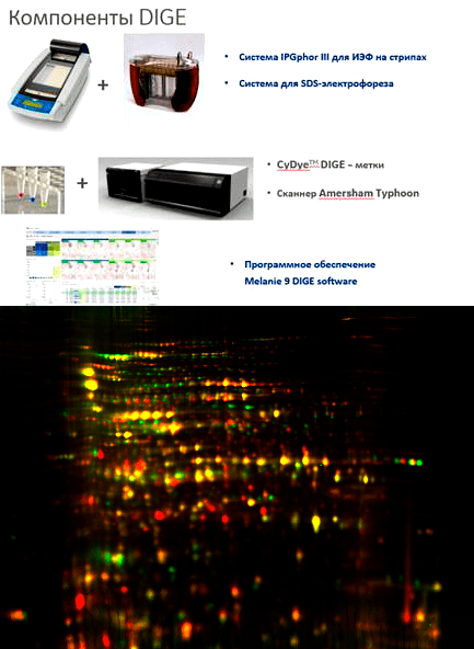 Компоненты системы DIGE