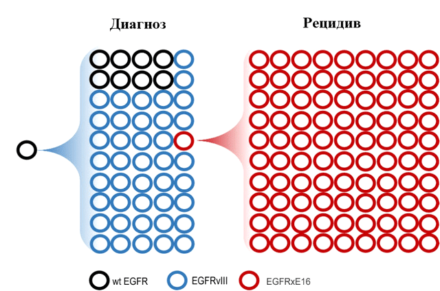 Молекулярный профиль внехромосомных кольцевых ДНК опухоли