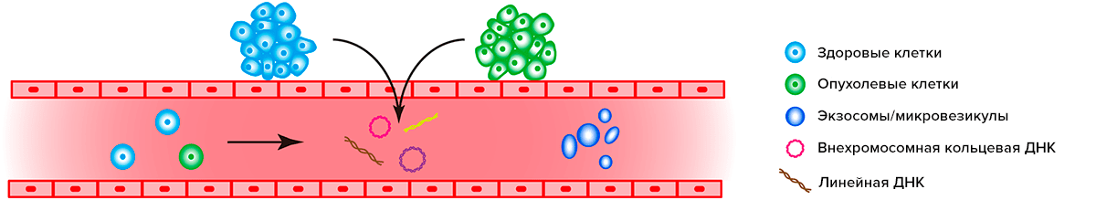Источники ДНК для жидкостной биопсии
