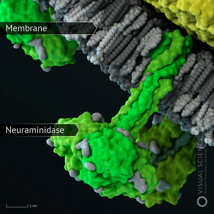 Молекула нейраминидазы