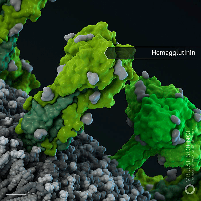 Молекула гемаглютинина