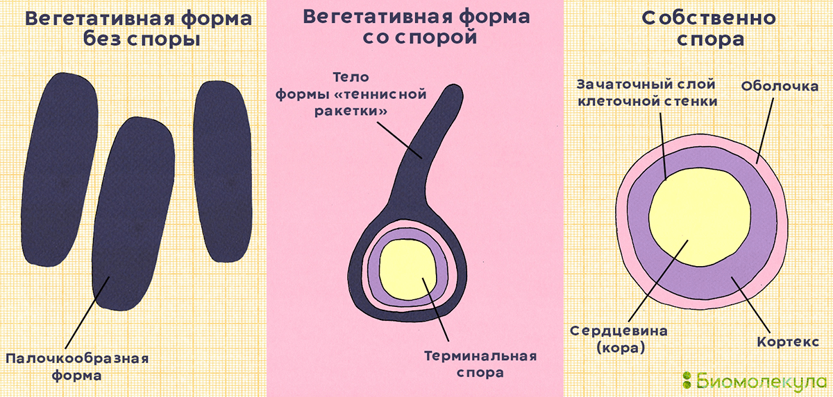 Clostridium tetani