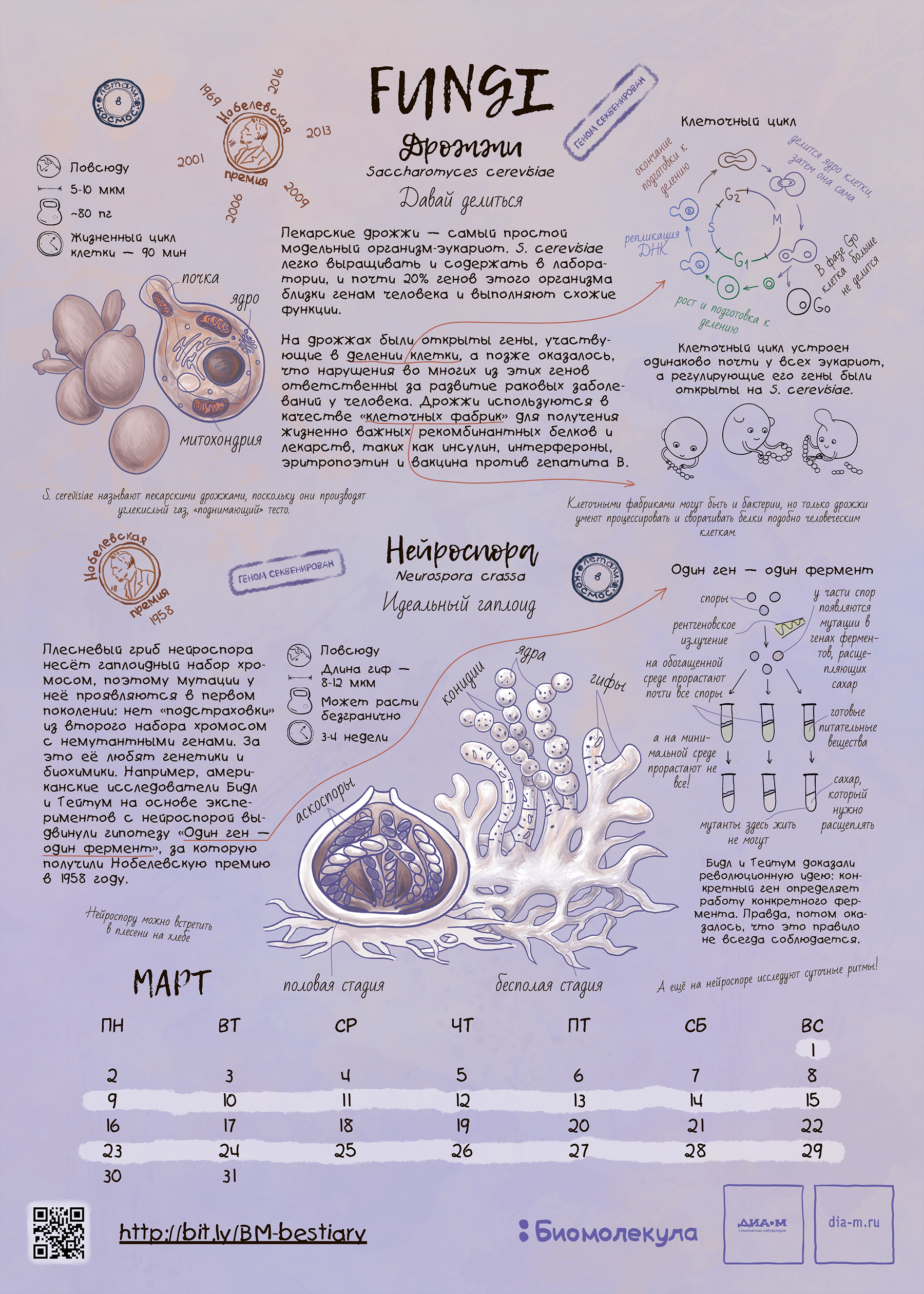 Пекарские дрожжи и нейроспора — герои календаря «Биомолекулы»