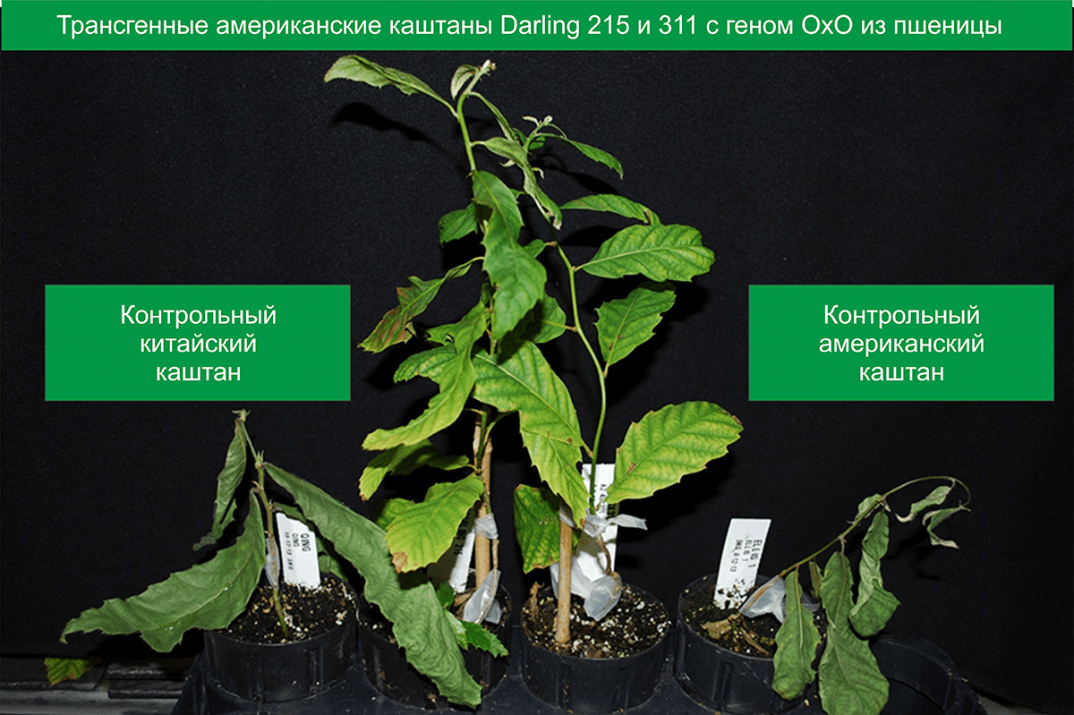 Демонстрация устойчивости к грибку двух трансгенных американских каштанов
