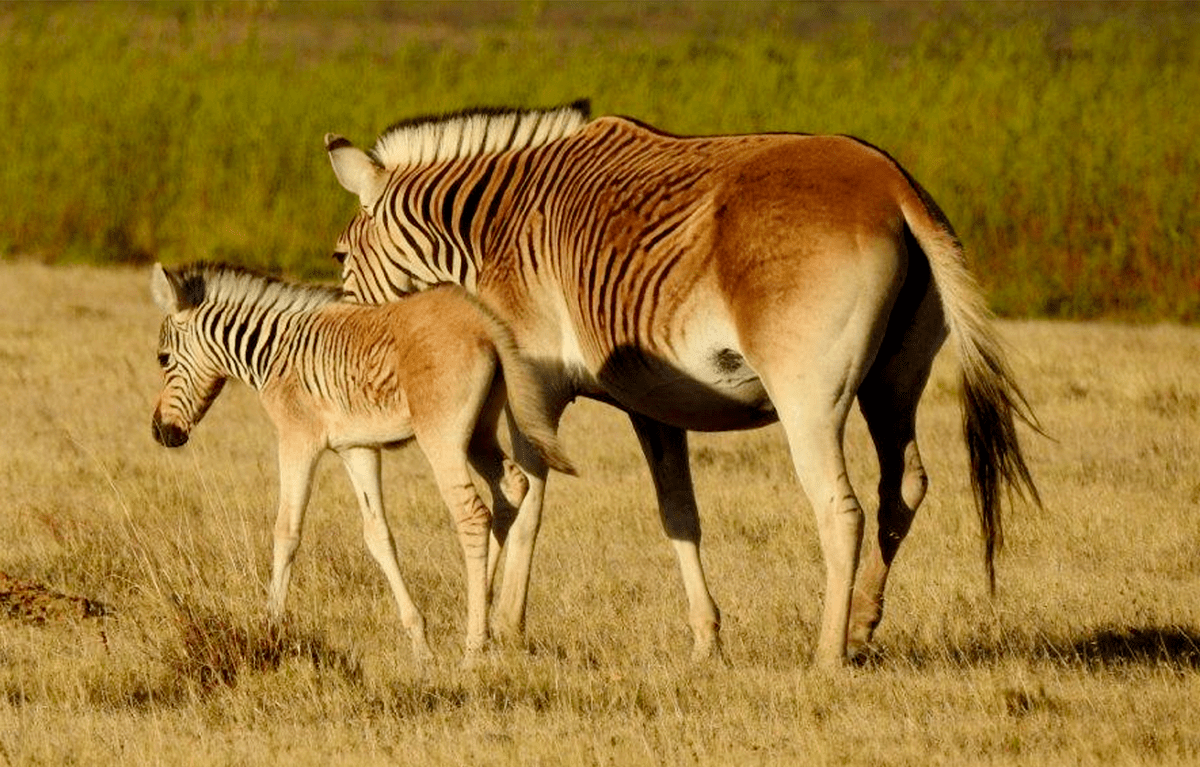 The Quagga Project