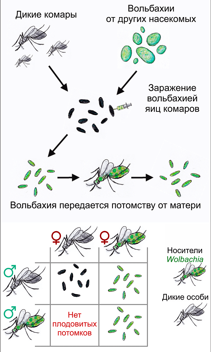 Метод «несовместимых» насекомых