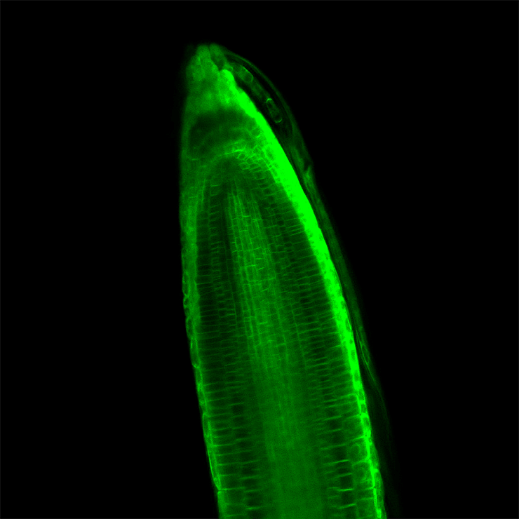 Белок PIP2-GFP