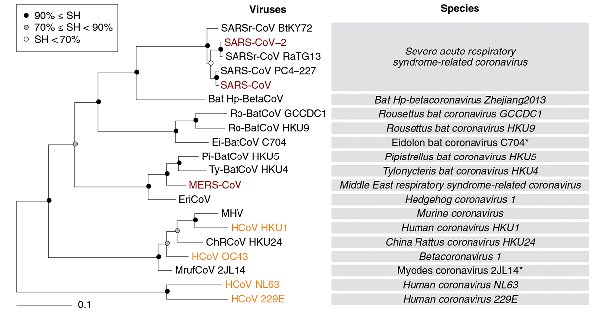 Филогенетическое древо коронавирусов