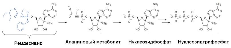 Метаболизм ремдесивира