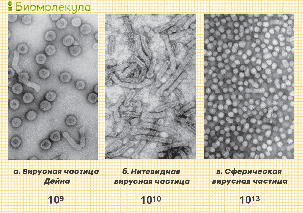 Изображение вирусных частиц